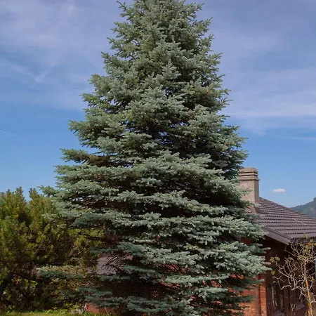 L'orchidee شاليه تشامبري