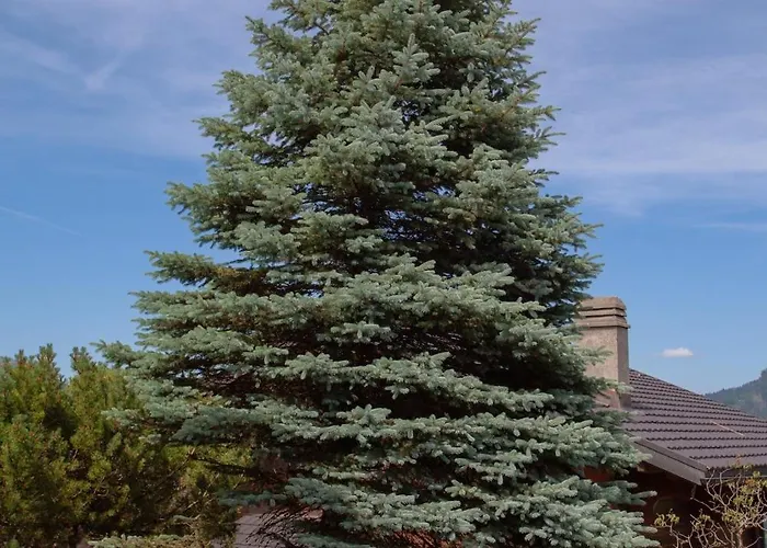 L'orchidee Chalet Champery